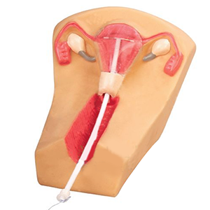 Female intrauterine contraception and training model